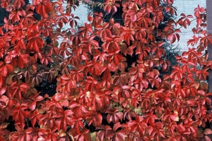 Parthenocissus 'engelmannii' New 2024